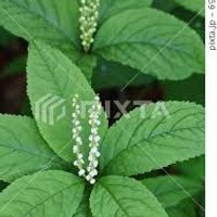 山野草の宿　二人静