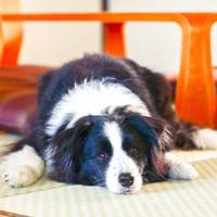 伊豆高原わんわんパラダイス　ホテル＆コテージ