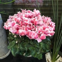 タカハシプランテーション