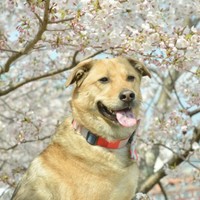 鳥羽わんわんパラダイスホテル