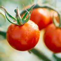 北海道の三栄アグリ農園　★北海道士別市は旭川のちょっと上。