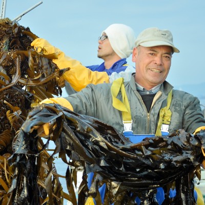 【三陸・FJコラボ】ワカメの刈り取りおてつだい！ 家族の愛と、ワカメに囲まれて。一緒に浜で暮らしませんか？