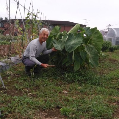 千葉市内で稲刈りのお手伝いをしませんか？千葉駅から1時間以内の好アクセス！1日だけのお手伝いも大歓迎！