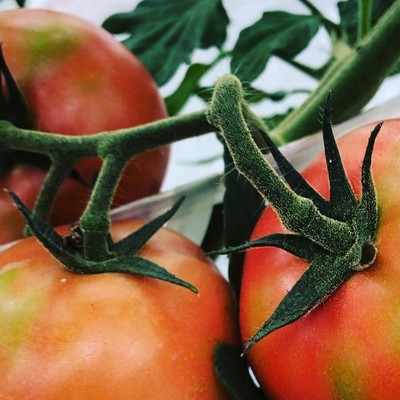 世界一のカルデラの中で自然を感じながら働く経験をしてみませんか⁈