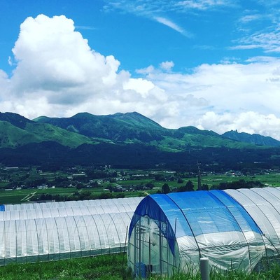 世界一のカルデラの中でトマトと触れ合いませんか？