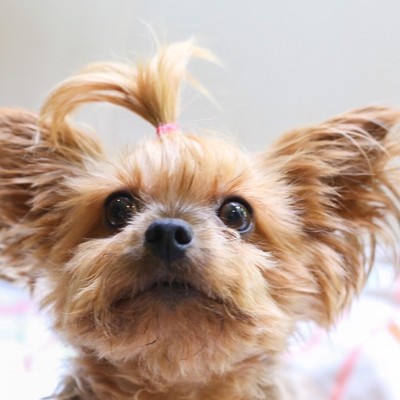 【9月＆10月の募集開始！】ペットと泊まれる宿で清掃作業のお手伝い！動物が好きな方大歓迎！！伊豆の海と山を楽しみませんか？