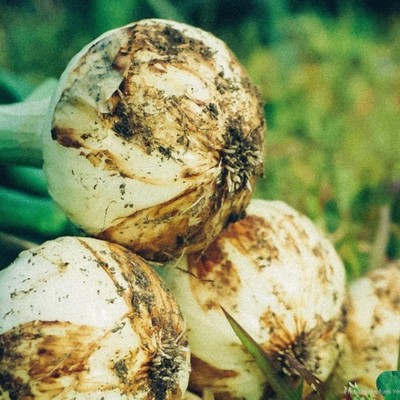 【４日間の週末おてつたび(移動日２日含む）】～サラダ玉ねぎ苗の植え付けお手伝い☆里山の集落でホームステイしながら畑でお手伝い、夜は家庭料理を囲んでアットホームなひと時〜