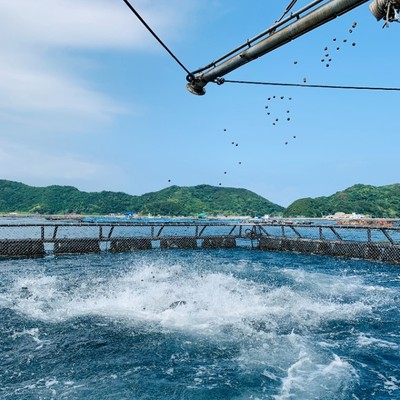 【離島・漁業】養殖ブリの餌やり＆船のドック作業のお手伝い！｜養殖現場や地域のことを知っていただきながら、「つながり」ができるおてつたびを！［美しい海の上での養殖体験］