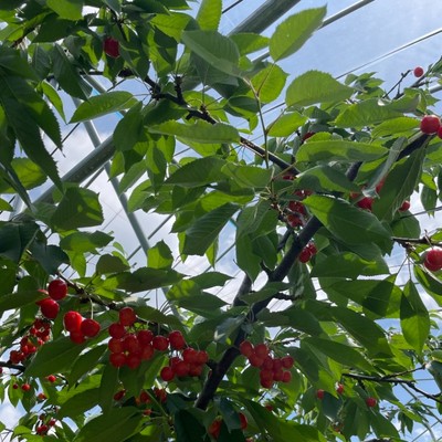 【６月】さくらんぼのハウスの片付け/箱詰め/収穫等のお手伝い