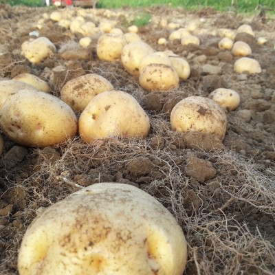 北の大地から全国へ届ける野菜の収穫や発送のお手伝い