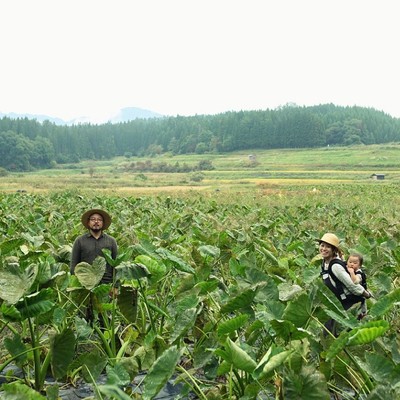 佐藤家伝来の在来種里芋「甚五右ヱ門芋」の掘り取り作業と芋料理満喫のおてつたび