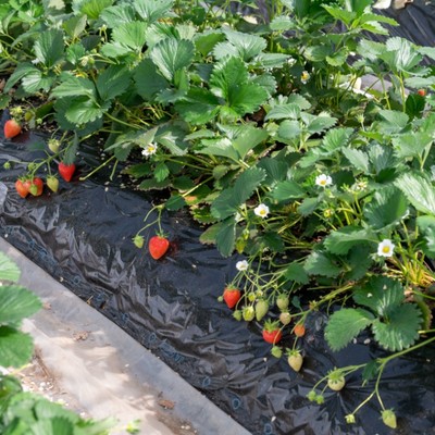 イチゴの収穫・箱詰め・販売（試食販売員)・ブドウの摘果作業など／仕事のあとは温泉へ