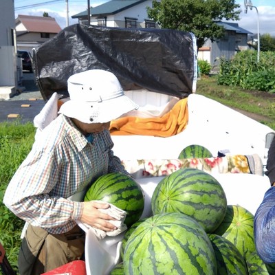 【８日間】スイカの収穫のお手伝い🍉