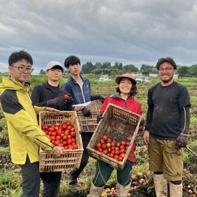 【8月】真っ赤なトマト収穫のお手伝い🍅