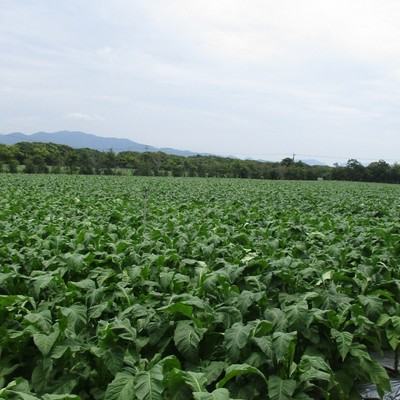 芋焼酎原料のさつまいもと米を作っています。焼酎と農業に興味のある方お待ちしています。