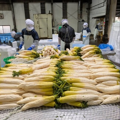 【大根の里・霧島で伝統の漬物作りを学ぼう！】～豊かな自然と都市機能が調和する霧島で漬物造りのおてつだい◎