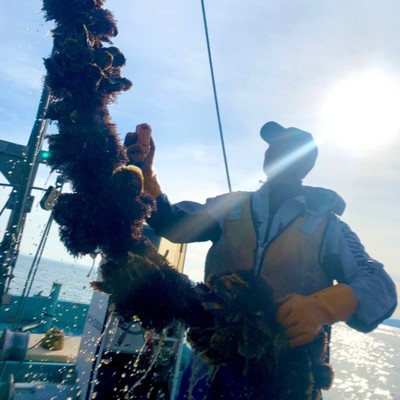 オホーツクサロマ湖で牡蠣のお仕事しませんか？