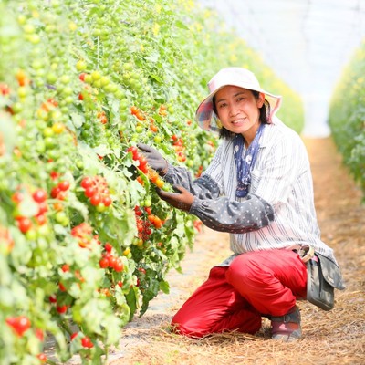 【日程変更のご相談可能です】北海道富良野！丘の上のミニトマト農家！　こだわりミニトマトの片付け作業です！🍅