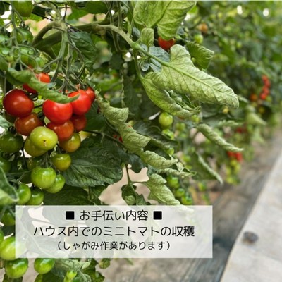 【農業に興味ある人歓迎/個室1人部屋】鳥取県琴浦町でのミニトマト収穫おてつびと募集！