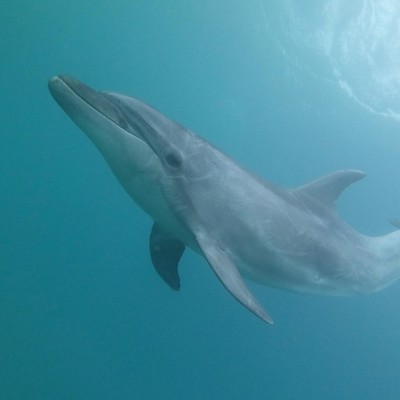 島暮らしとイルカと過ごす、夏の思い出。イルカのいるカフェでのおてつたび！
