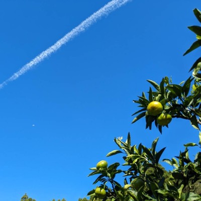 【9月】‘にほんのひなた’宮崎で、みかんの収穫🍊