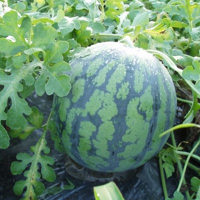 大石田町でスイカを育ててみませんか？地域おこし協力隊インターンを募集中！２週間〜参加可能！