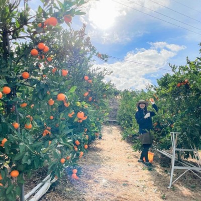 🍋国産レモン生産量日本一の瀬戸田で柑橘収穫のお手伝いをしませんか？🍊
