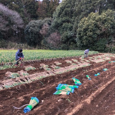 【千葉県多古町】成田空港に隣接“ちょうどいい加減”な「トカイナカ」で農業のおてつだい◎多古町で育つ新鮮ネギの収穫＆出荷準備のお手伝い～農業に興味のある方、一緒に働きませんか？～現地で交通手段確保できる方限定🚙