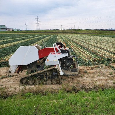 あわら温泉のすぐ近く、福井県あわら市で玉ねぎ収穫をしませんか