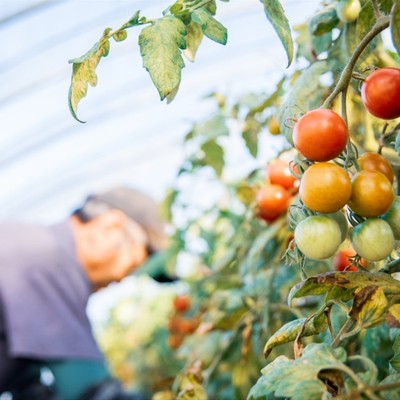 旭川から北へ1時間★士別市でトマト・とうもろこし・かぼちゃの収穫のお手伝いを募集します！北海道大地で農業に触れたい方を募集します！