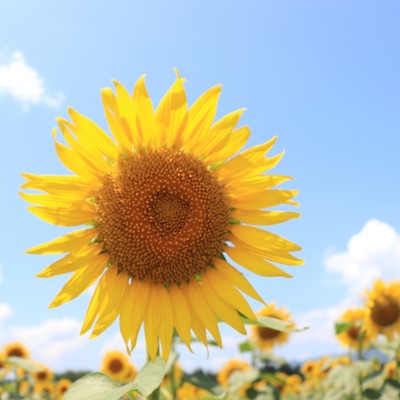 【初めての方大歓迎】津南ひまわり広場でおてつたび！～リアルな田舎暮らしを見学できる3泊4日～津南町の良さを見に来てください！写真・動画撮影、SNS発信にもご協力いただける方大募集！！