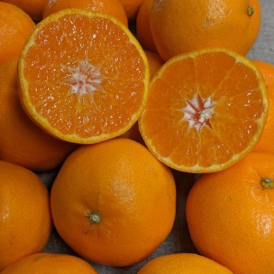 11月🍊🍋国産レモン生産量一の瀬戸田で柑橘収穫のお手伝いをしませんか？