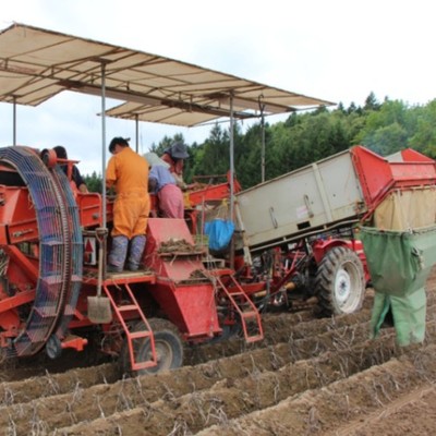 北海道津別町でじゃがいも収穫のお手伝い！この秋、ガッツリ農業をしたい方必見です！！！