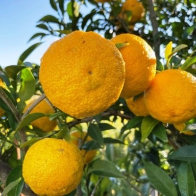 自然豊かな土地にてお仕事！！一緒に柚子を収穫してみませんか！