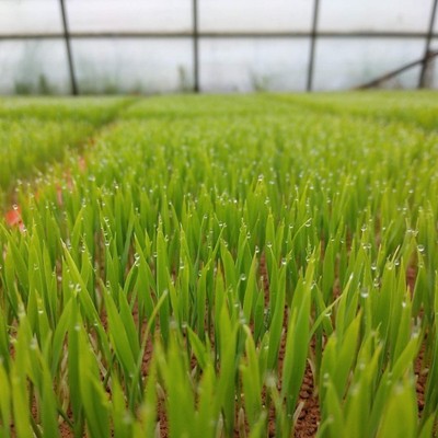 【5月募集！】春の田んぼ作業をお手伝い