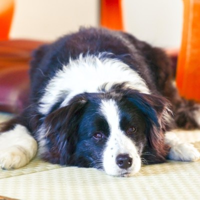 【伊豆高原／短期】わんちゃんと泊まれるホテルのレストランで働きませんか？必要なスキルはあなたの『笑顔』です♪看板犬の小春がお待ちしています！！