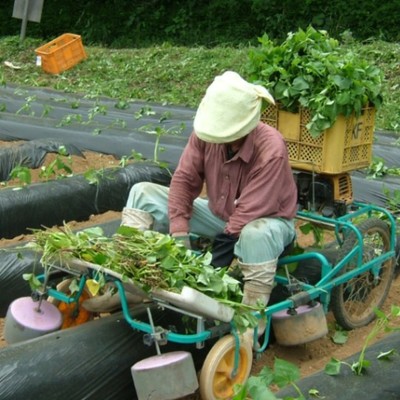  雄大な阿蘇の麓で食べるおにぎりは最高です🍙サツマイモの苗切りなどお手伝いしてくれる方大募集！