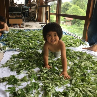 山全体がサラダバー！山菜天国。旬の美味しい山菜を美味しく食べる創作料理の調理補助のおてつたび。