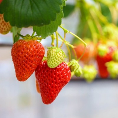 「自分の生き方=ライフキャリア」を考えられるまち 島根県益田市で体験する豊かな暮らし 〜アグリみと/いちご編〜