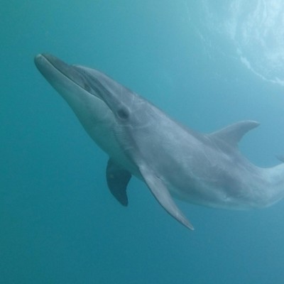 夏のイルカと島暮らし体験！壱岐島の観光施設でおてつたびしませんか？