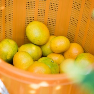 みかんと魚のまち八幡浜で柑橘農家の仕事を体験してみませんか？