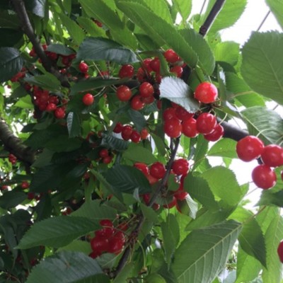 日本の原風景が広がる里山で、栗原でただ一つのさくらんぼ農園の収穫・援農おてつたび