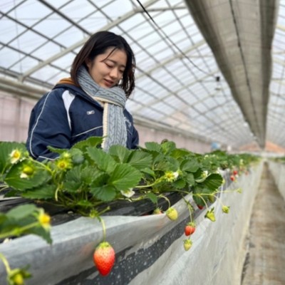 🍓農業に興味、関心のある方歓迎🍐果物の販売、被覆、摘果作業の三原市大和地域活性化おてつたび♪地域の農家さんと交流できるイベントあり♪