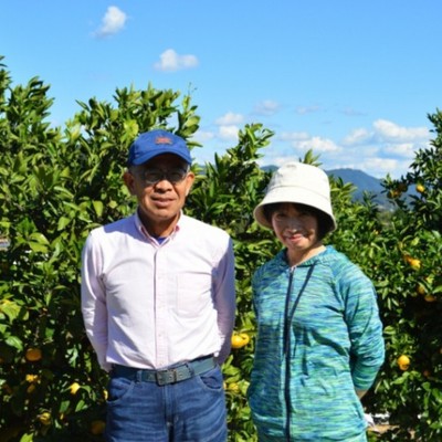 【一週間🍊】自然の中で三ヶ日みかんの運搬作業に関わる方を募集します！