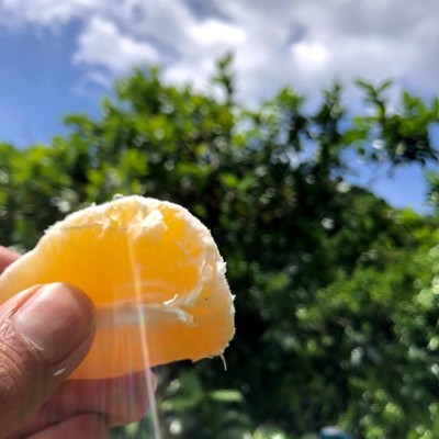 【GW中2日間/初募集】愛媛県最南端の町、愛南町でこれからが旬の希少な柑橘「河内晩柑」収穫に関するおてつたび！山の幸と海の幸を満喫してみませんか！