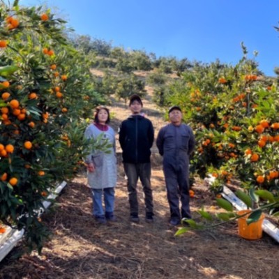 レモンの生産量日本一！瀬戸内海に浮かぶ生口島でみかんの木を270本植えるお手伝い！🍋🌲
