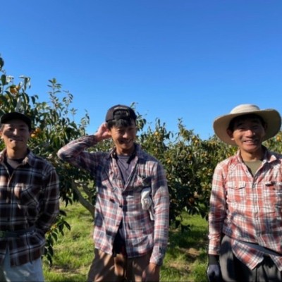 【農業を本気で学びたい方へ】大規模果樹園で柿の選別のおてつたび募集！～就農希望者歓迎・温泉と白壁の町で農業体験～