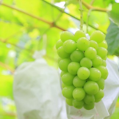 15種類のぶどう、大型晩成品種の梨、エコファーマー認定の美味しい果樹と、冬には白ネギ鍋料理を堪能！