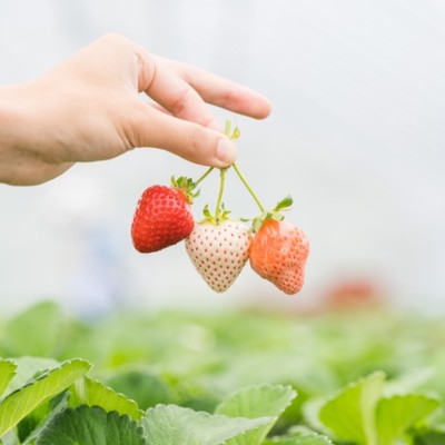 ＼最北の村にて／イチゴの定植作業をお手伝いください！猿払をご案内する時間もご用意してお待ちしています！