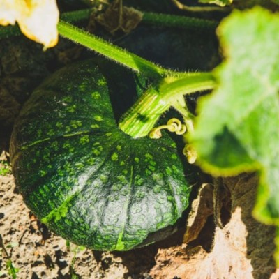 北海道ど真ん中の士別市！トマト・とうもろこし・かぼちゃの収穫・選果等のお手伝いを募集します！